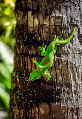The Madagascar day gecko (Phelsuma madagascariensis madagascariensis) is a diurnal species of gecko. Colorful reptile with green scales and red spots sits head down on the sunlit trunk of a palm tree