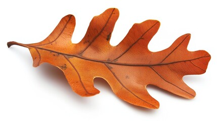 Naklejka premium one single yellow autumn fall oak leaf isolated on white background