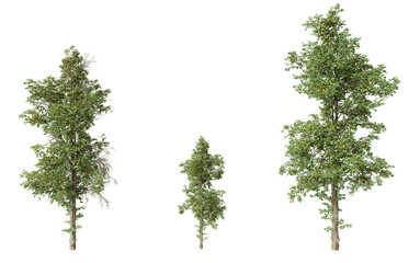 Three Isolated Birch Trees on Transparent Background