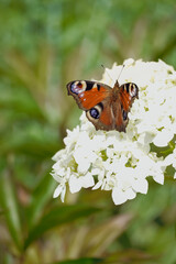 Motyl na kwiatku © Lukasz