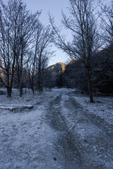 Snowy forest walk and mountain view.