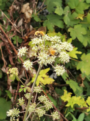 A bee is perched delicately on a flower, with vibrant yellow leaves creating a beautiful backdrop in the scene