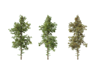 3D Green Aspen Tree Isolated on Black Background