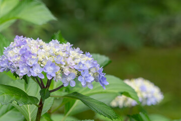 色とりどりに美しい6月のアジサイ　