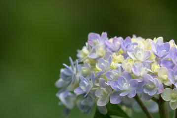 色とりどりに美しい6月のアジサイ　
