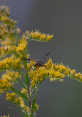 Wasp on Yellow Flower