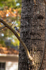 Tufted Titmouse