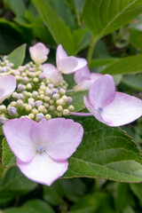 色とりどりに美しい6月のアジサイ　