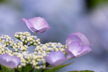 Obraz premium 色とりどりに美しい6月のアジサイ 