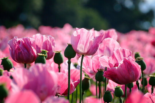 pinke bl&uuml;hende mohnblumen auf gro&szlig;em Mohnfeld