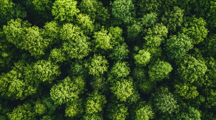 Naklejka premium Forest concept panoramic view