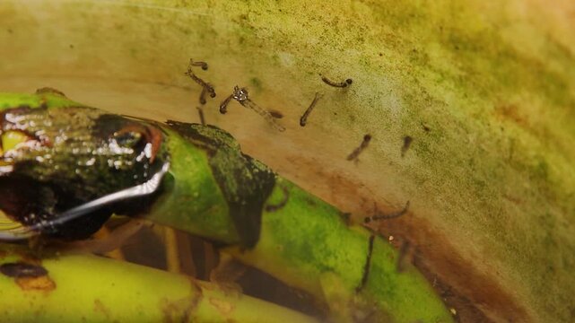Mosquito larvae.larva hangs upside down from surface of water, developed from eggs. Breathe through siphon tube, fish food. Life cycle of Mosquitoes larvae, gnats. larva, wigglers. Insects, Bugs