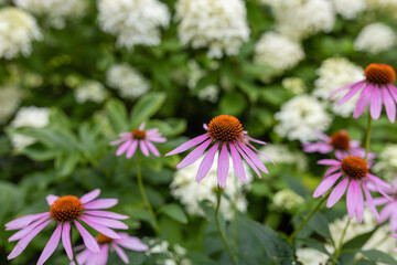 Echinacea purpurea