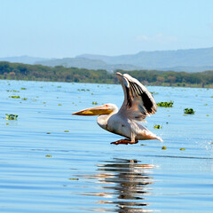 pelican in flight over the water, naivasha lake, kenya