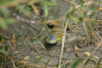 Small lizard cover by plants, peninsula valdes, chubut, argentina