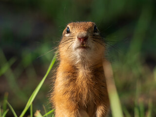 Prairie  dog looking at a camera on a grassy field