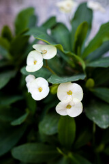Obraz premium lily of the valley