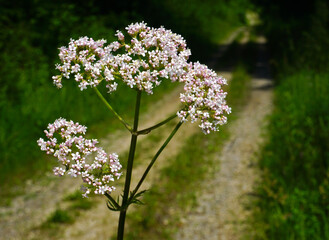 Echter Baldrian, Arzneibaldrian; Valeriana officinalis; garden valerian; garden heliotrope;