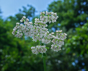 Echter Baldrian, Arzneibaldrian; Valeriana officinalis; garden valerian; garden heliotrope;