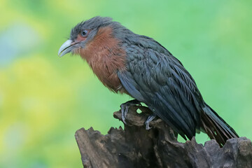 A young chestnut-breasted malkoha hunts for small insects on a rotting tree trunk. This beautifully colored bird has the scientific name Phaenicophaeus curvirostris.