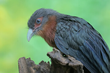 A young chestnut-breasted malkoha hunts for small insects on a rotting tree trunk. This beautifully colored bird has the scientific name Phaenicophaeus curvirostris.