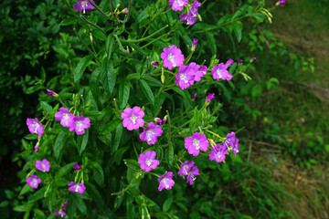 Fototapeta premium Zottiges Weidenröschen; Epilobium hirsutum; great willowherb;