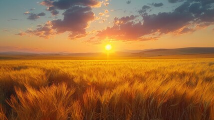 Golden Wheat Field at Sunset with Dramatic Sky and Sunlight