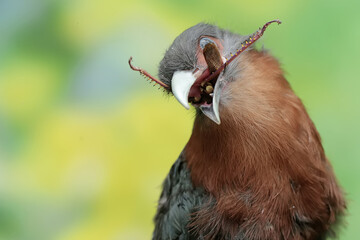 Fototapeta premium A young chestnut-breasted malkoha is preying on a grasshopper. This beautifully colored bird has the scientific name Phaenicophaeus curvirostris.