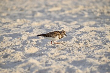 Shore bird