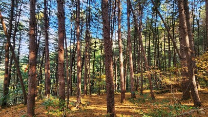 Fototapeta premium Pinewood forest in sunrise. sun shining in spruce forest in the summer. Pale light breaking through the fog in a forest