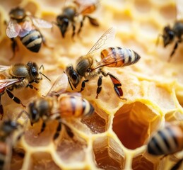 A detailed close-up of honeybees busily working on a honeycomb.