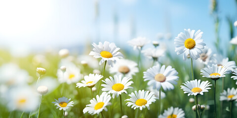 Fototapeta premium Daisy flowers field with warm afternoon light, nature scenic background