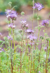Fototapeta premium Blooming phacelia tansyfolia in a field.