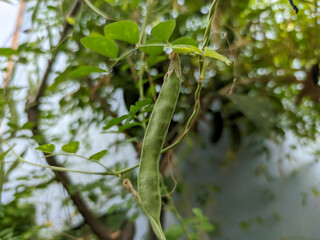 Marvel at the close-up of the green, elongated fruit of the butterfly pea plant. Resembling edamame, these vibrant pods showcase the plant's unique and intriguing structure.