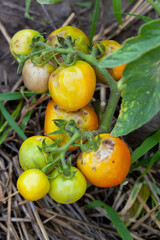 Unripe bunch of tomatoes in a garden bed. blossom end rot on tomatoes.