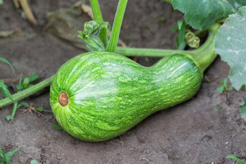 Growing pumpkin on a farm. Small pumpkin on the field.