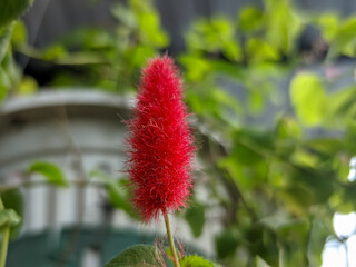 Obraz premium Discover the vibrant beauty of the Acalypha hispida, with its striking crimson blossoms and lush green leaves.