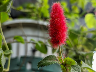 Discover the vibrant beauty of the Acalypha hispida, with its striking crimson blossoms and lush green leaves.
