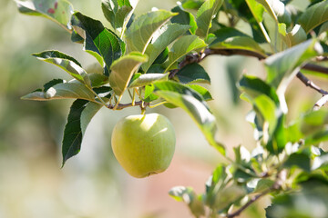 green apple in a tree during autumn