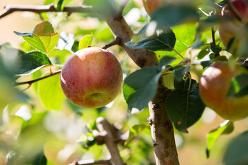 Red apple in a tree during autumn