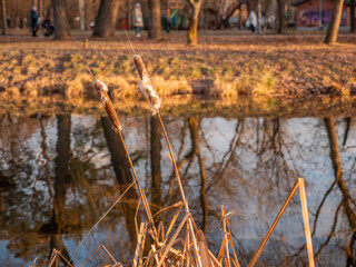 Bulrush growing near calm lake with trees and sky reflection in water. City park in late autumn or warm winter. Beautiful yellow colors in nature.