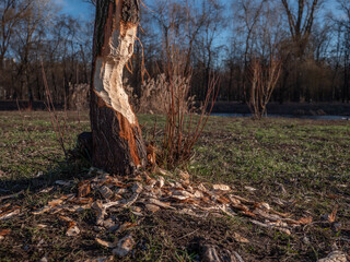 Tree attacked by a beaver that woke up in January because of warm winter. City park in Kyiv, Ukraine. Global warming effects.