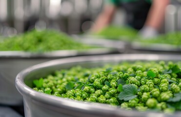 Fresh Hop Harvesting in a Brewery During the Morning