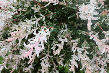 feuillage du saule crevette © helenedevun