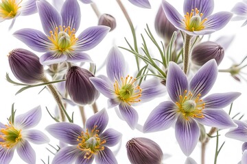 Fototapeta premium Pasque flowers white background, Ai Generated