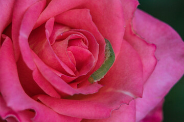 pink rose closeup