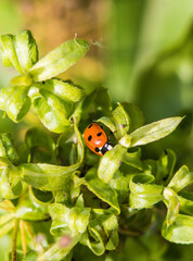 ladybug on green leaf