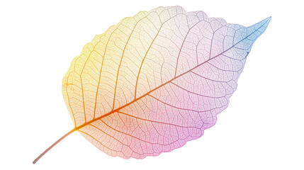 Obraz premium A leaf with pink, purple and orange colors isolated on a transparent background