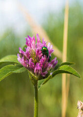 bee on a flower