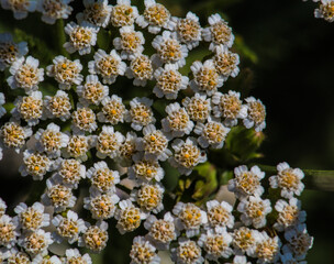 flowers in the garden